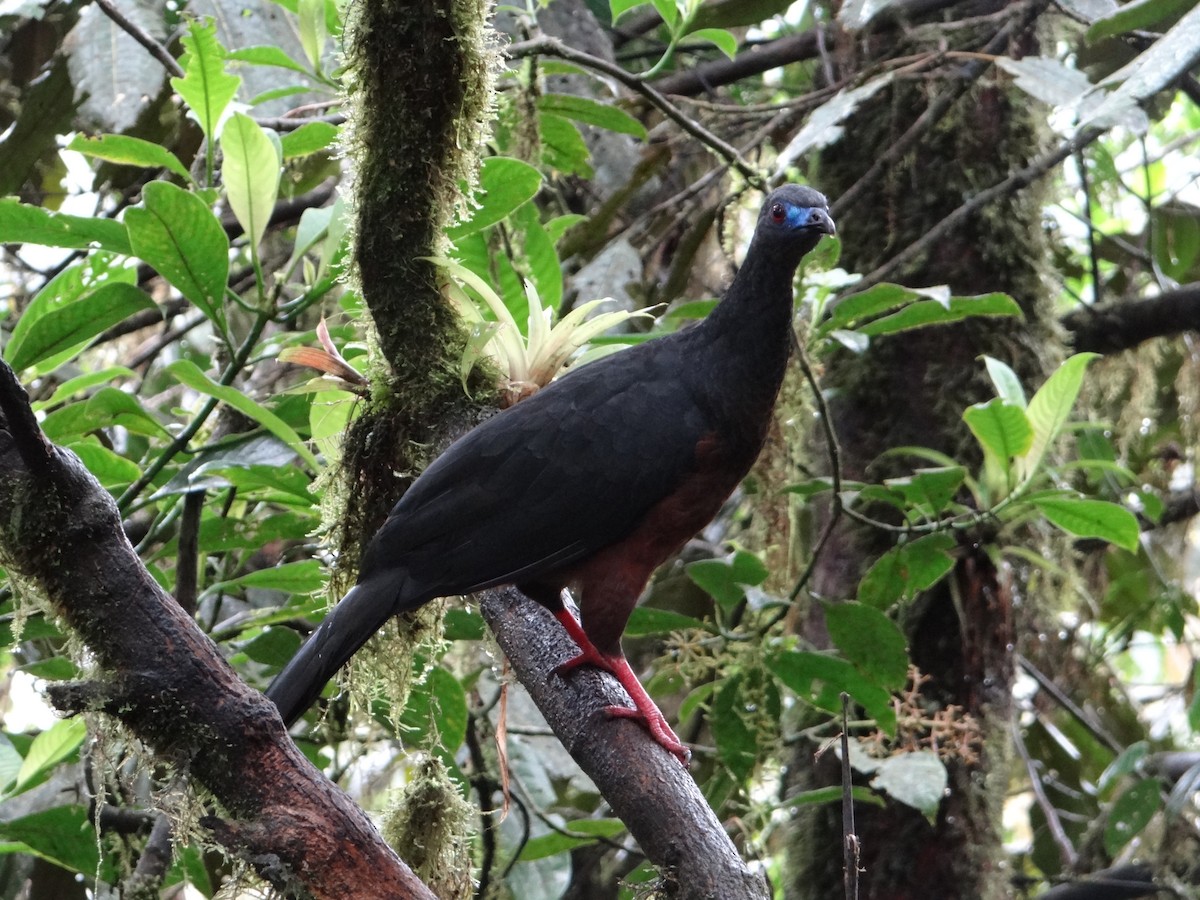 Sickle-winged Guan - ML617533526
