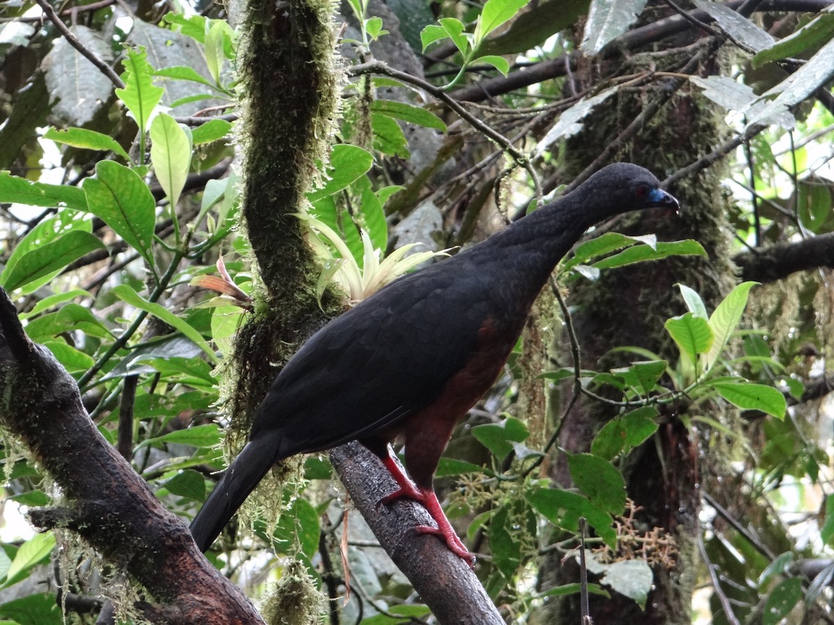 Sickle-winged Guan - ML617533527