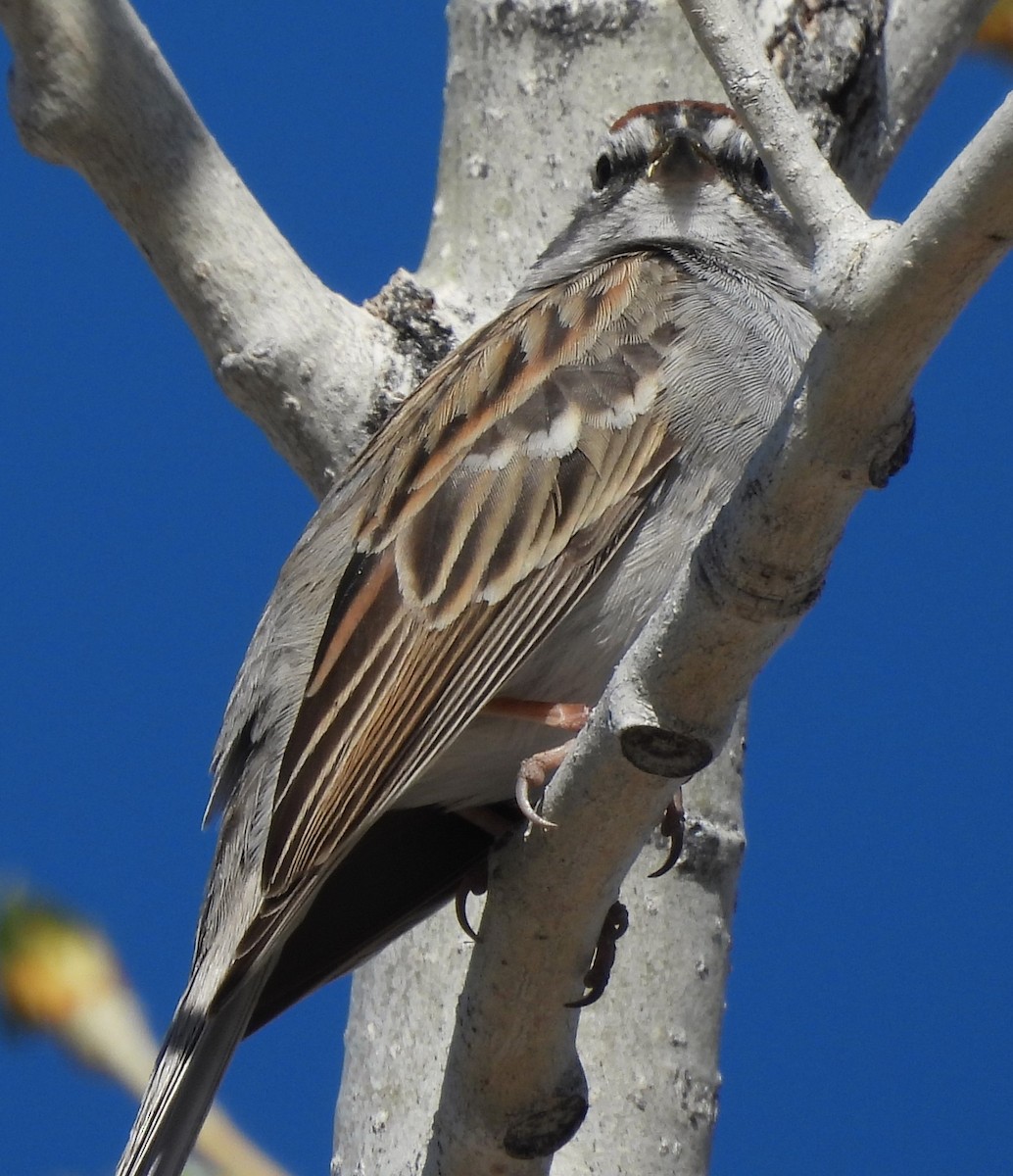 Chipping Sparrow - ML617533542