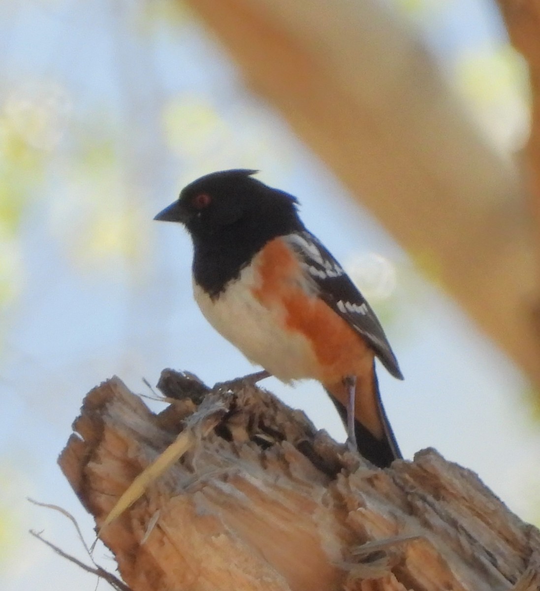 Spotted Towhee - ML617533544