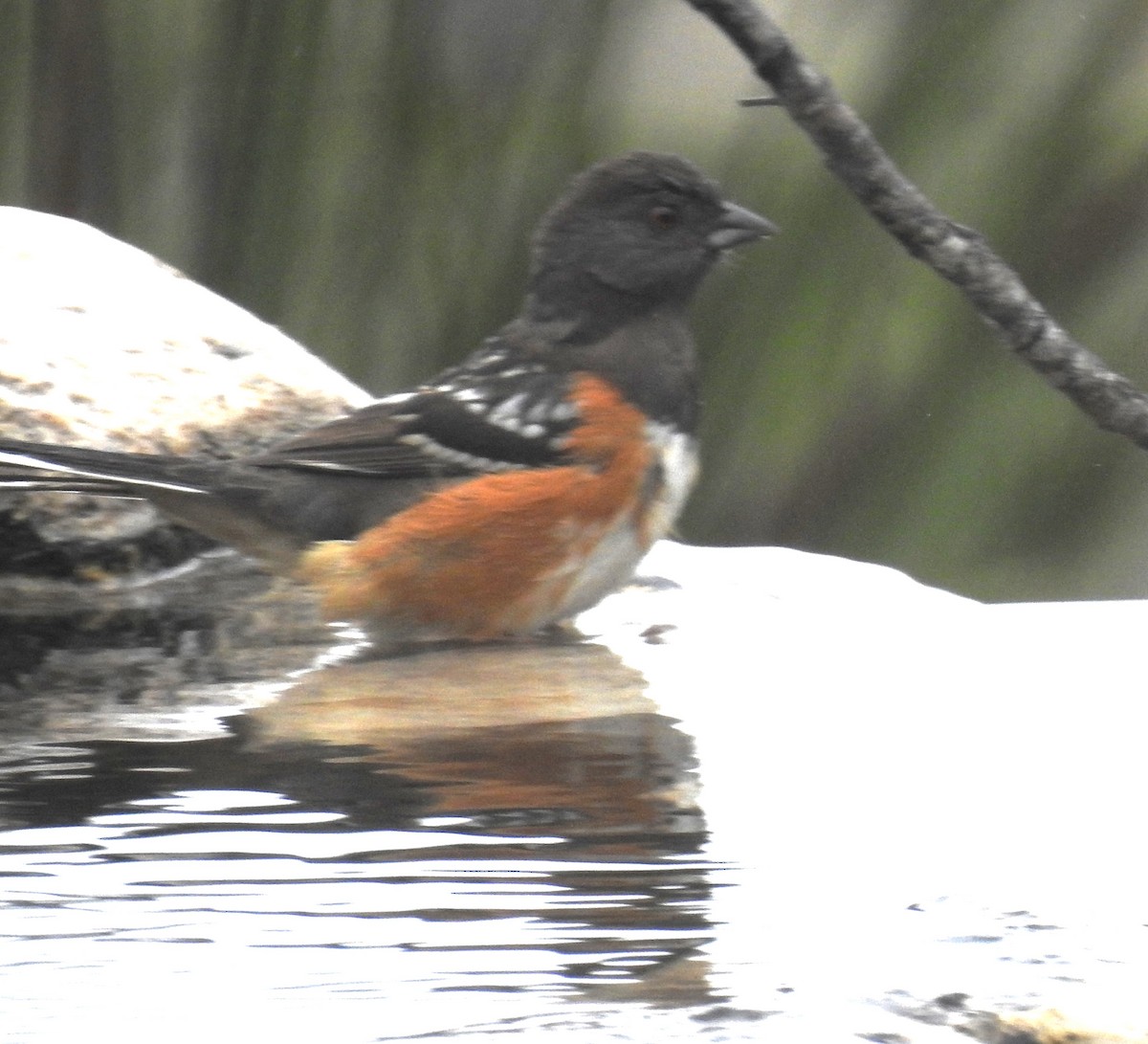 Spotted Towhee - ML617533549