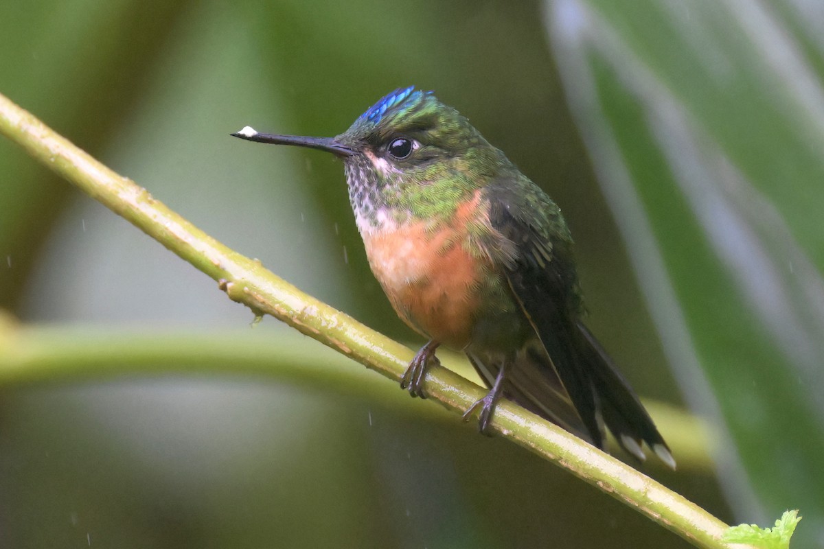 Violet-tailed Sylph - ML617533569