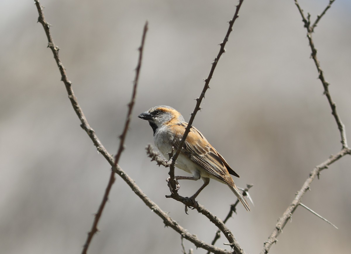 Kenya Rufous Sparrow - ML617533627
