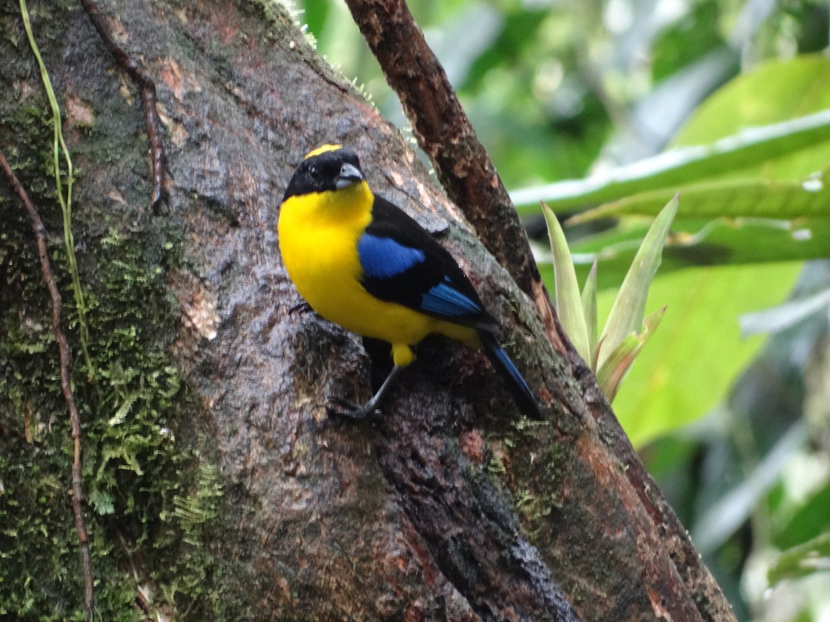 Blue-winged Mountain Tanager - ML617533634