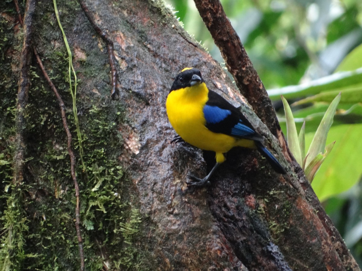 Blue-winged Mountain Tanager - ML617533636