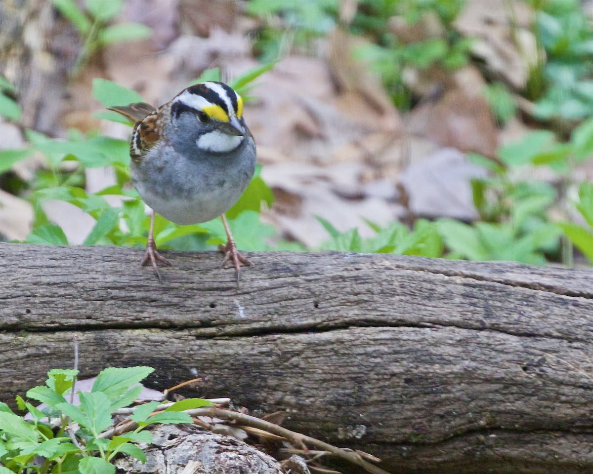 White-throated Sparrow - ML617533648