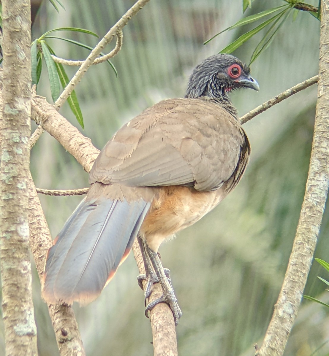 West Mexican Chachalaca - ML617533668