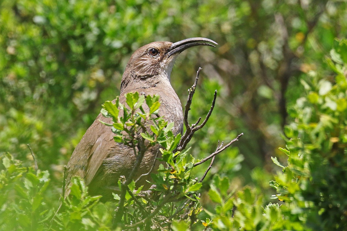 eBird Checklist 17 Apr 2024 Hatton Canyon and/or Barnyard willows