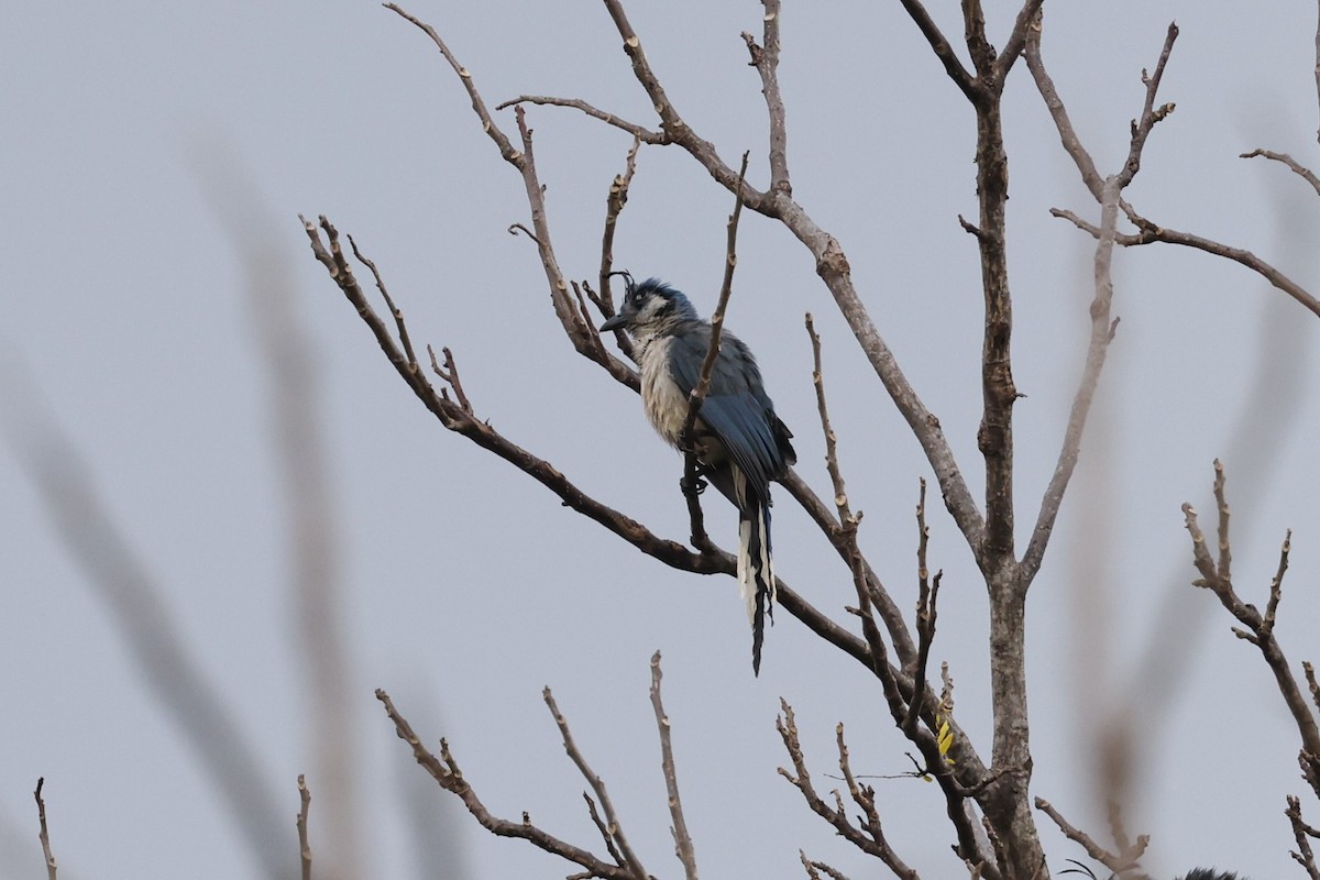 White-throated Magpie-Jay - ML617533721