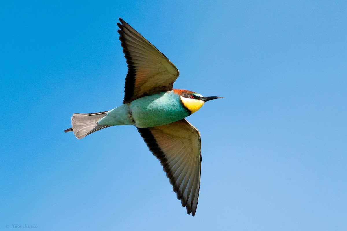 European Bee-eater - ML617533770