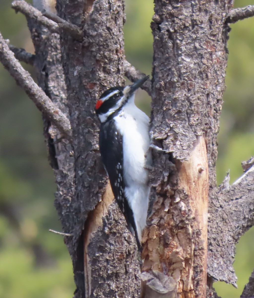 Hairy Woodpecker (Rocky Mts.) - Doug Kibbe