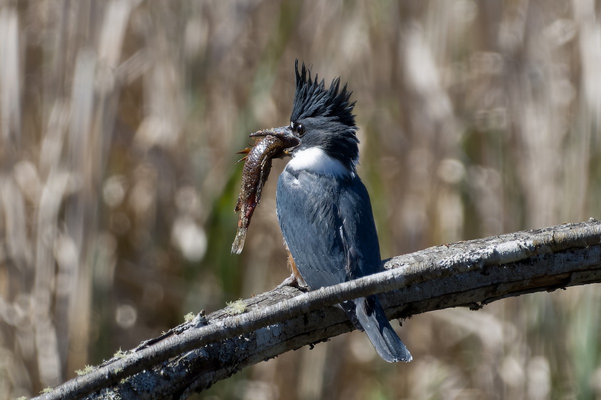 Belted Kingfisher - ML617533802