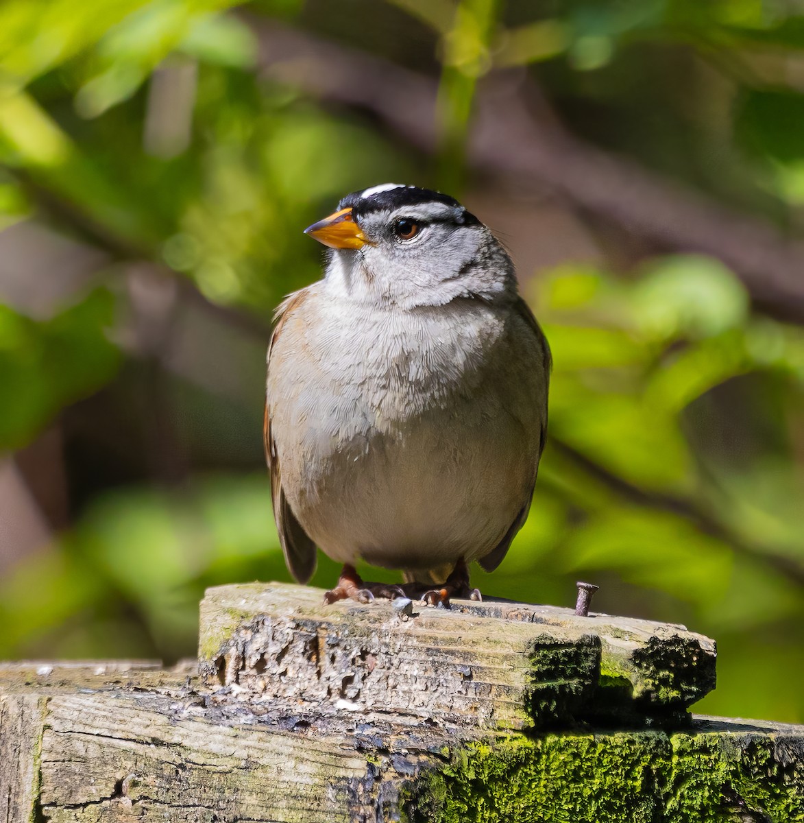 White-crowned Sparrow - ML617533806