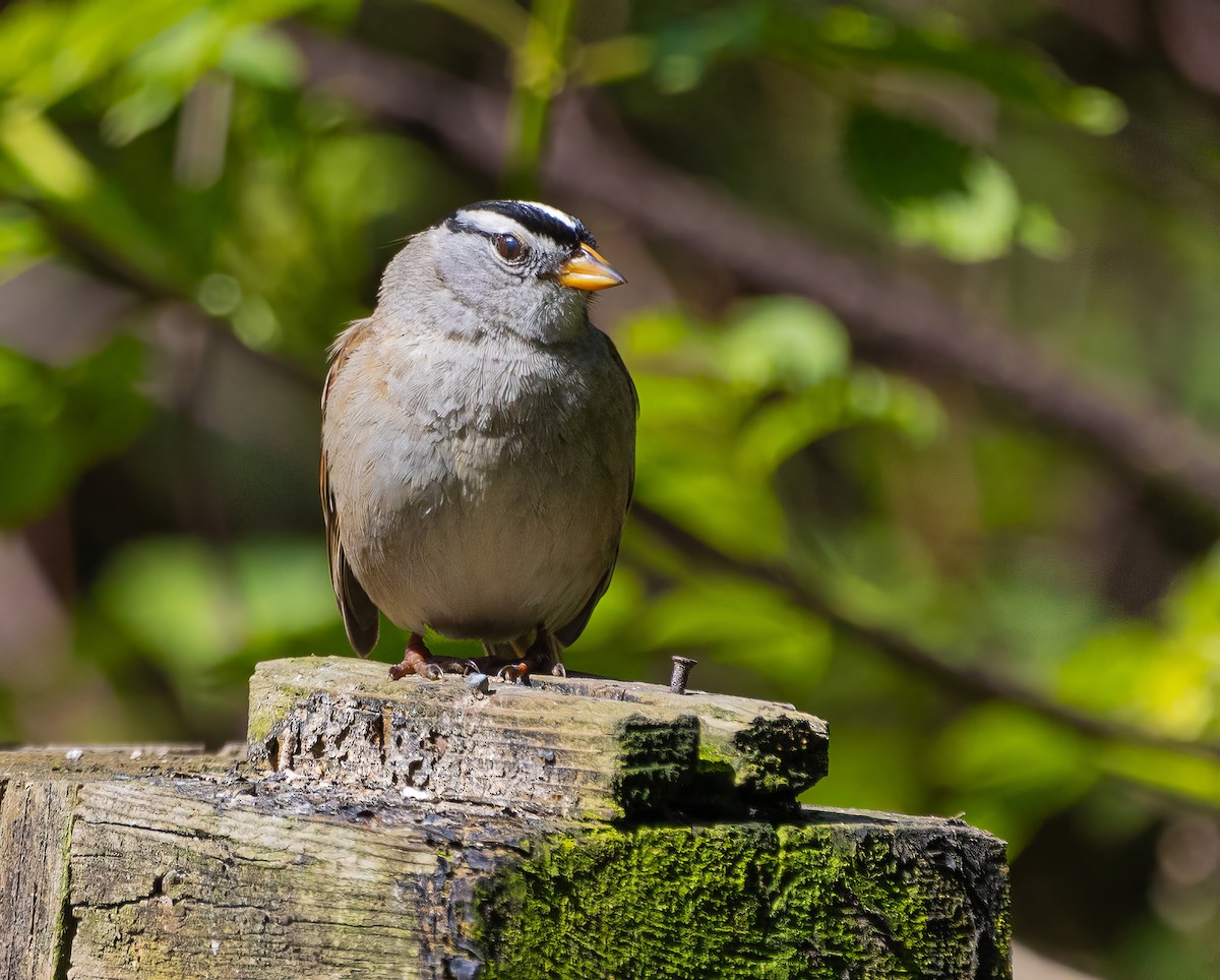 White-crowned Sparrow - Paul  Bueren
