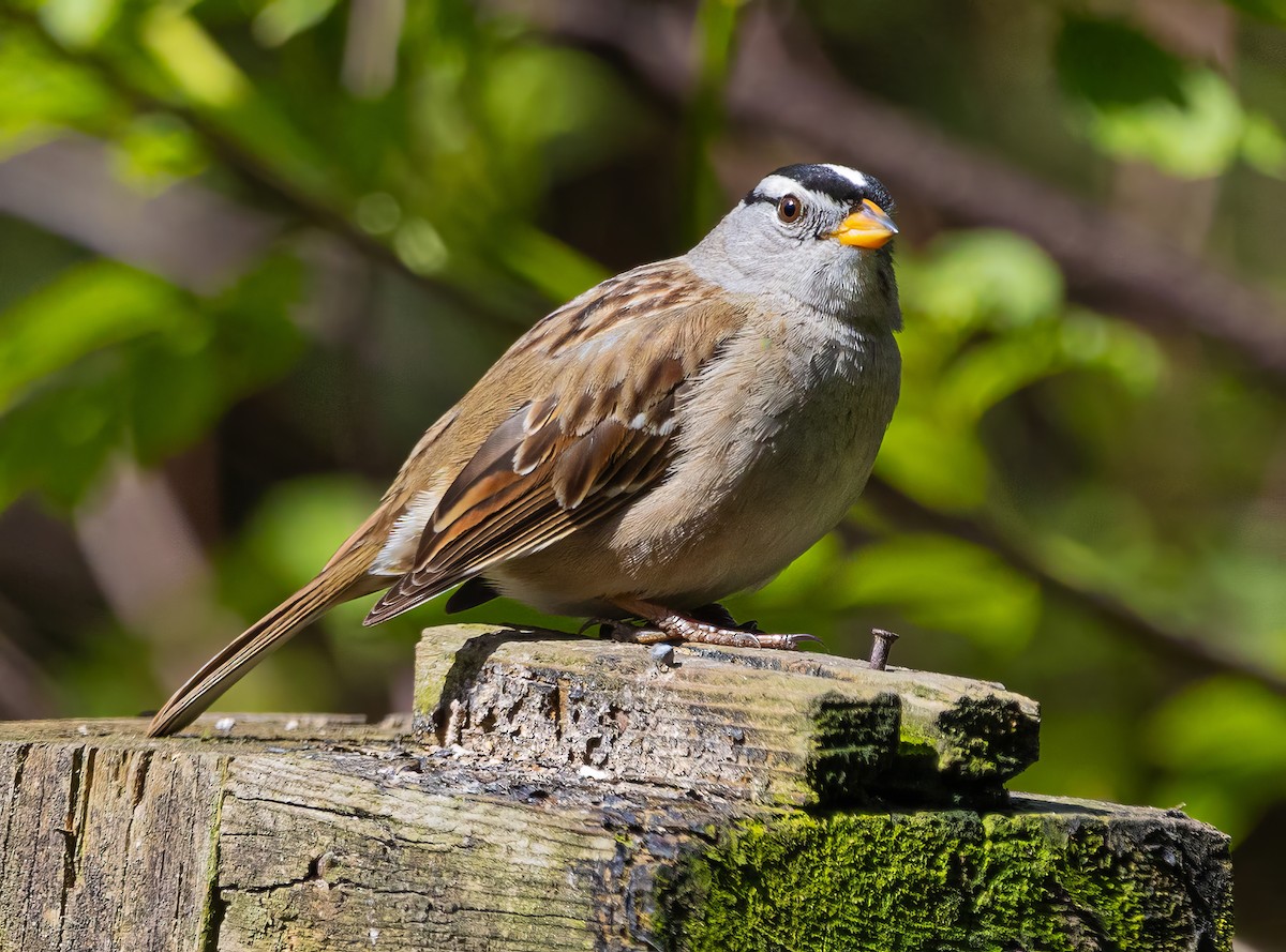 White-crowned Sparrow - Paul  Bueren