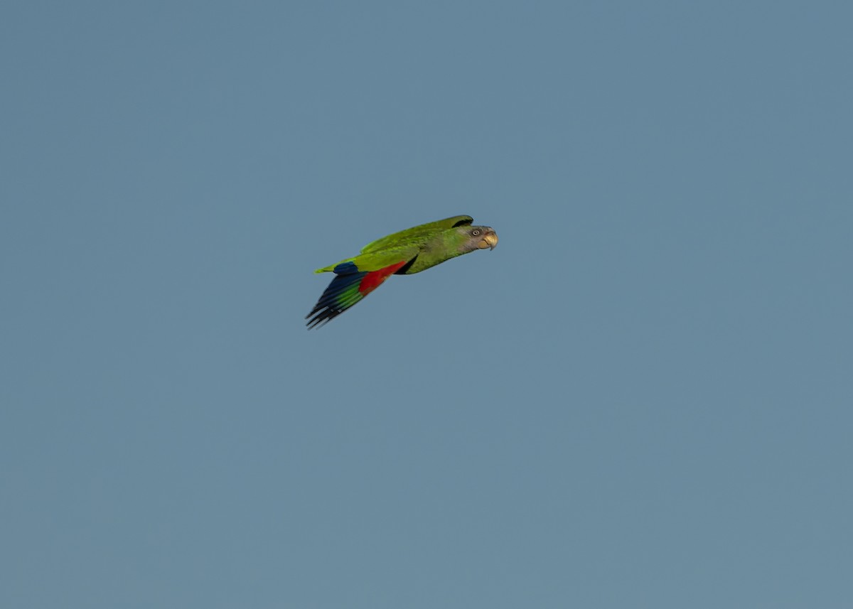 White-fronted Parrot - ML617533838