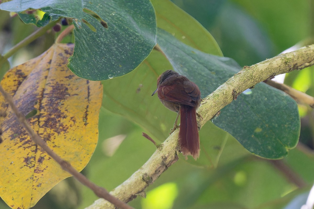 Red-faced Spinetail - ML617533845