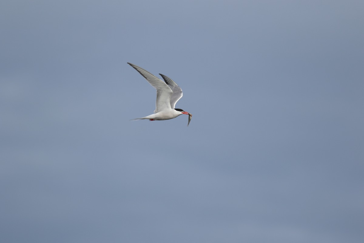 Common Tern - Sean McLaughlin