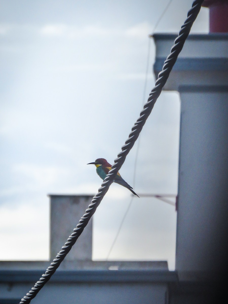 European Bee-eater - ML617533887