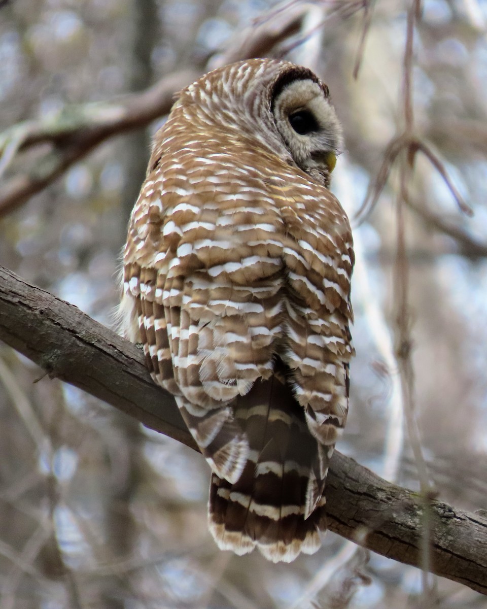 Barred Owl - Kent Skaggs