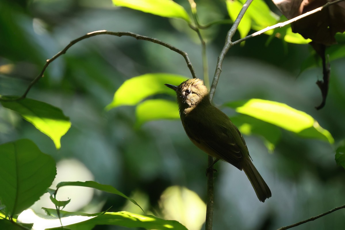 Ochre-bellied Flycatcher - Channa Jayasinghe