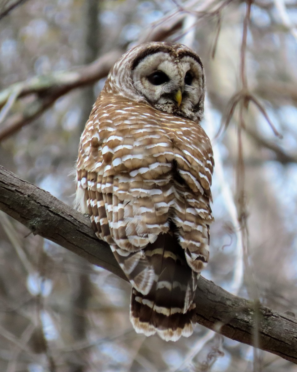 Barred Owl - Kent Skaggs