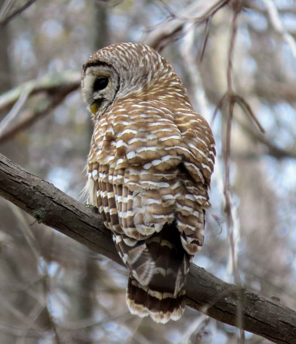 Barred Owl - ML617533969