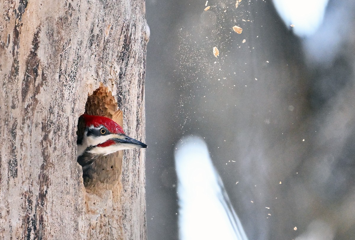 Pileated Woodpecker - Wayne Oakes