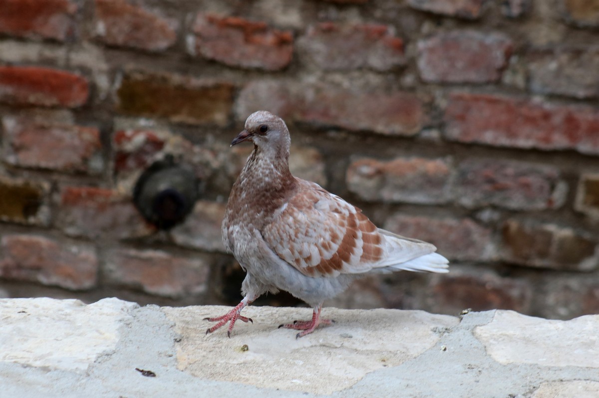 Rock Pigeon (Feral Pigeon) - Zorana Nikodijevic