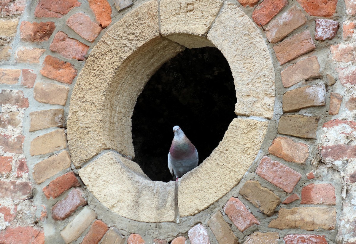 Rock Pigeon (Feral Pigeon) - ML617534006