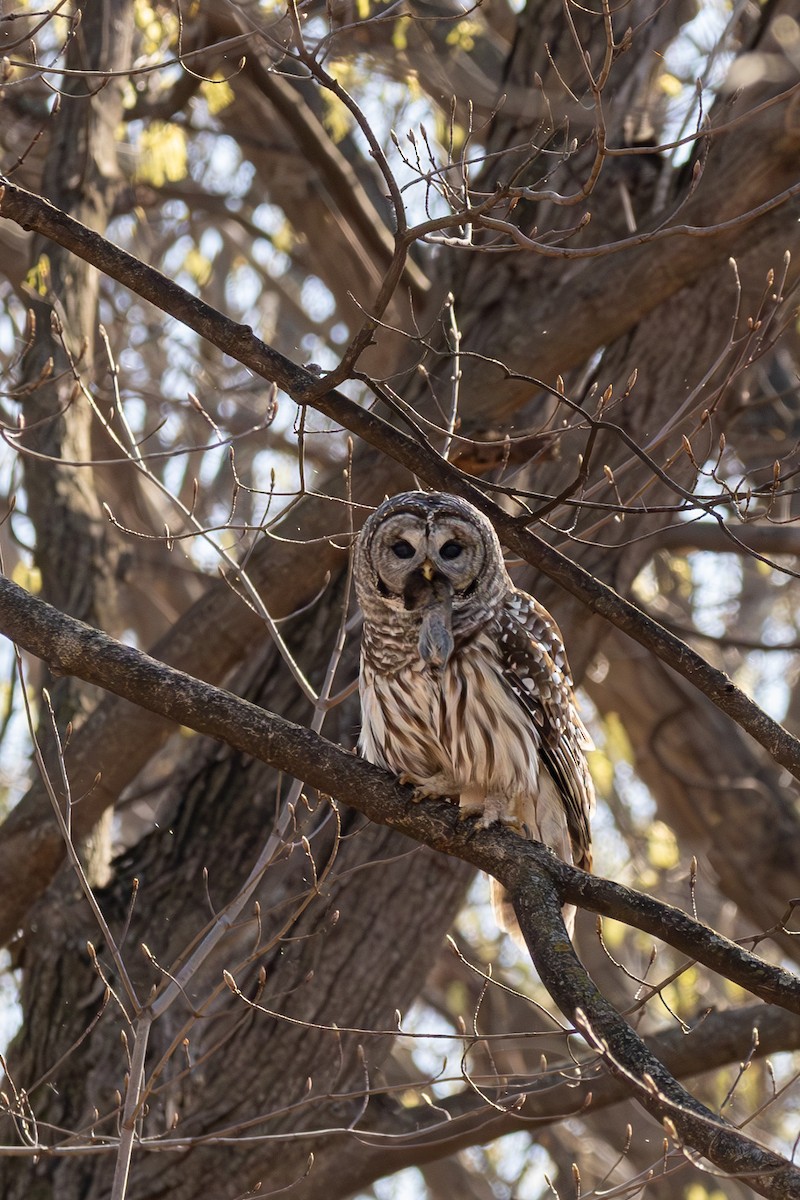 Barred Owl - Ellen Neal