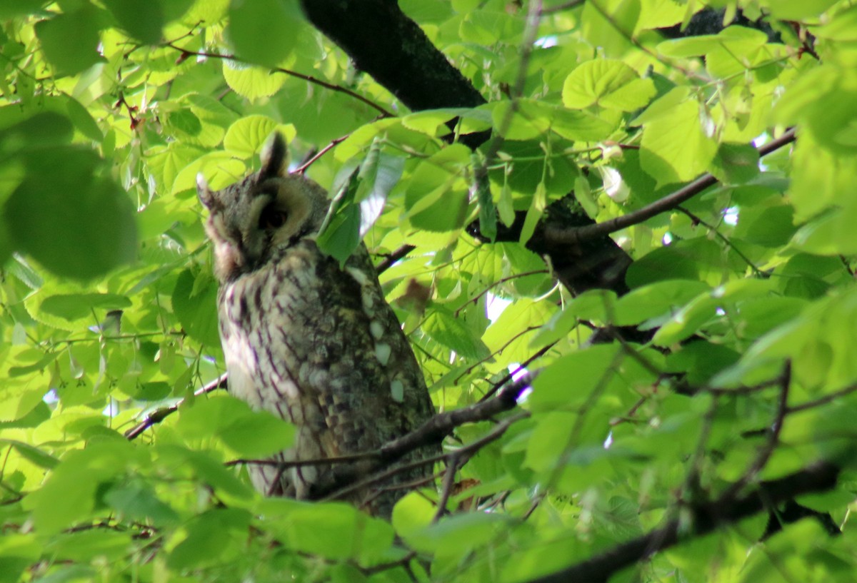 Long-eared Owl - ML617534018