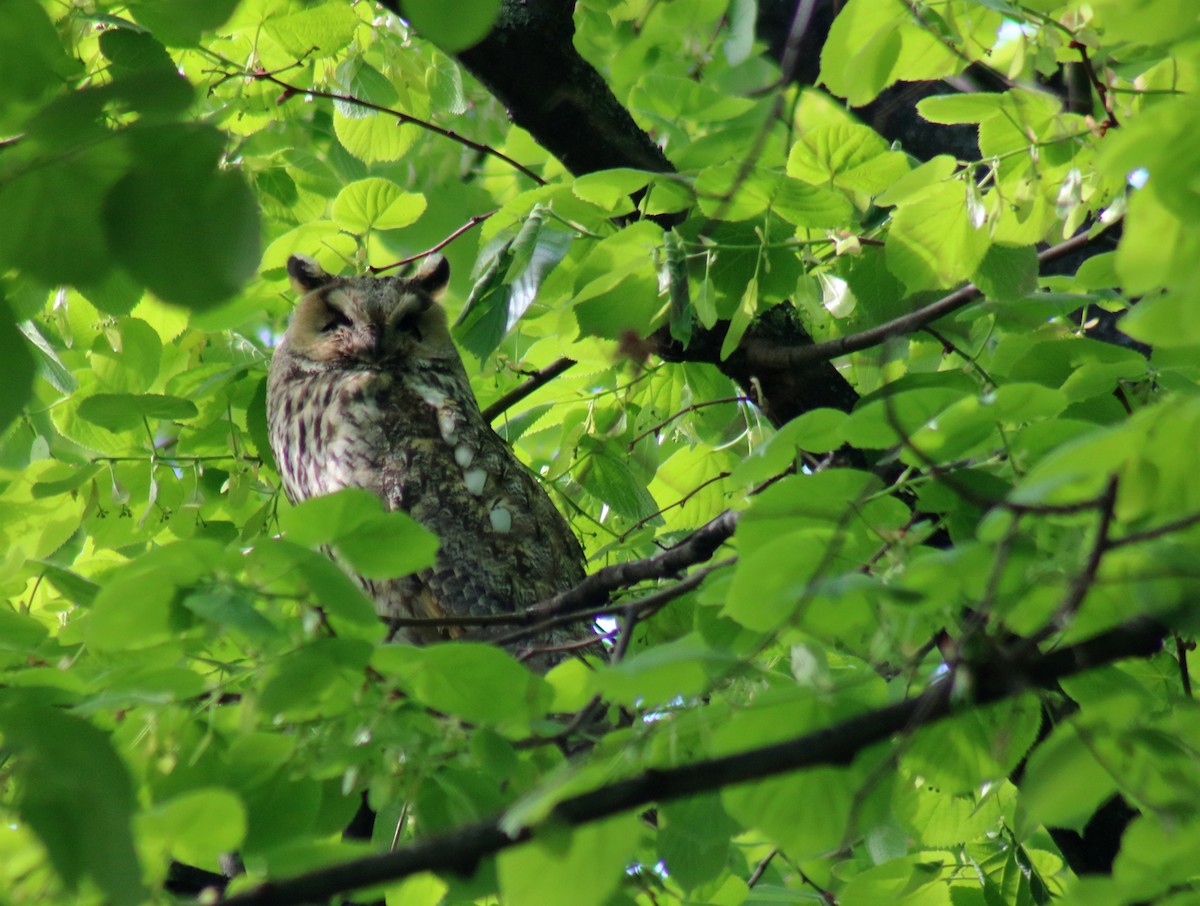 Long-eared Owl - ML617534019