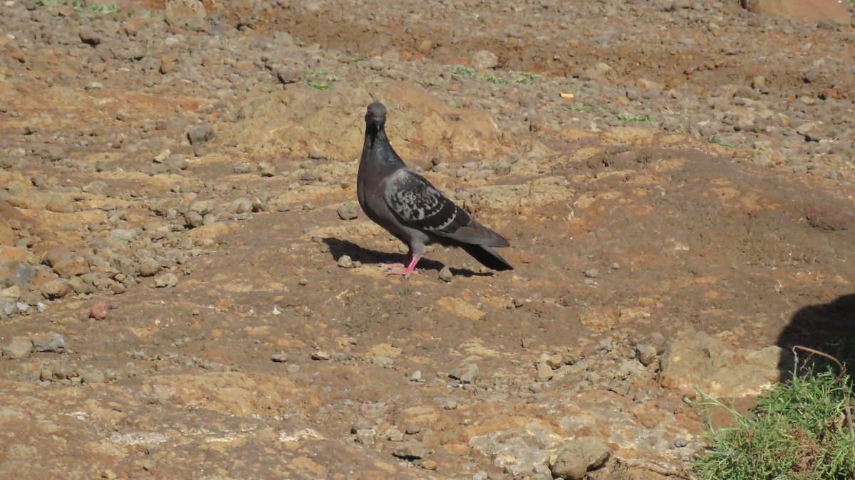 Rock Pigeon - J. Caria Rodrigues