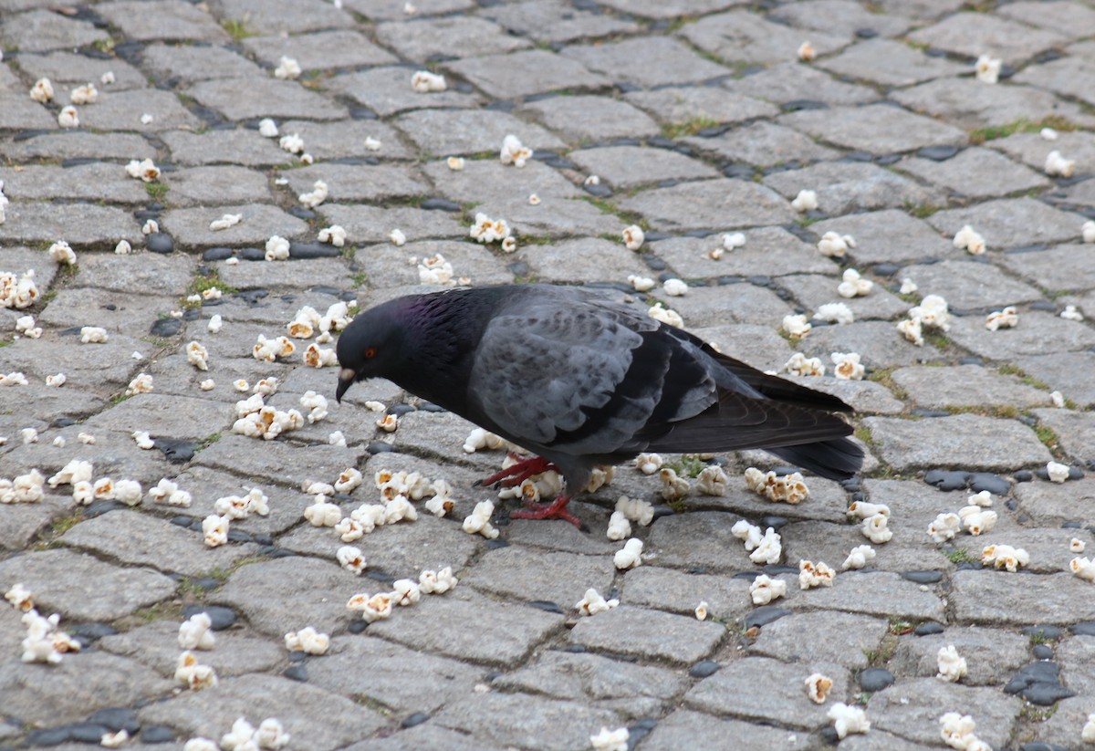Pigeon biset (forme domestique) - ML617534078