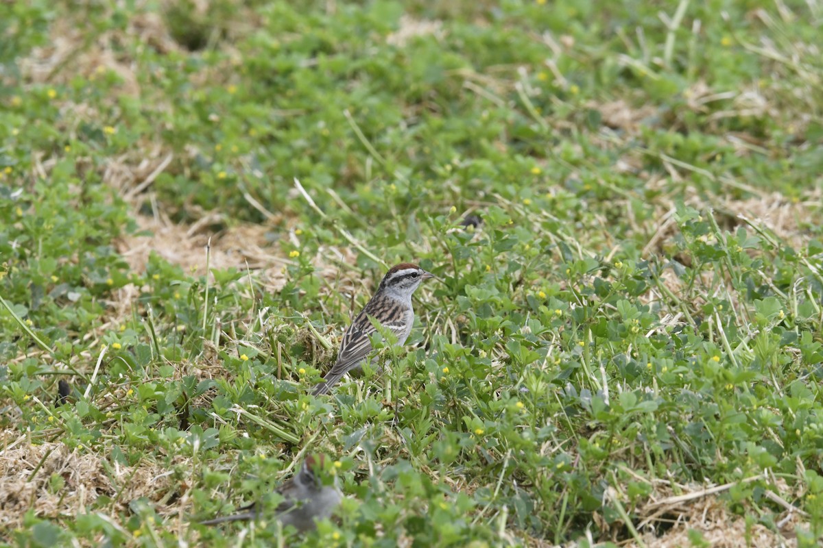 Chipping Sparrow - ML617534143