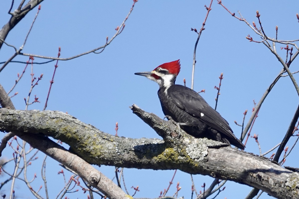 Pileated Woodpecker - Victoria H
