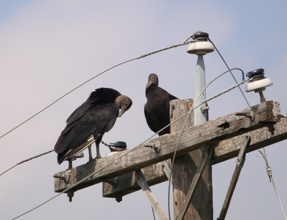 Black Vulture - ML617534215