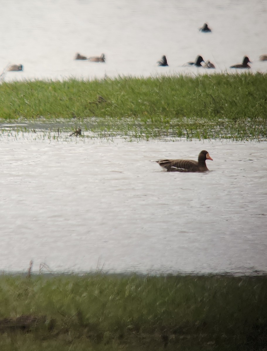 Greater White-fronted Goose - ML617534264