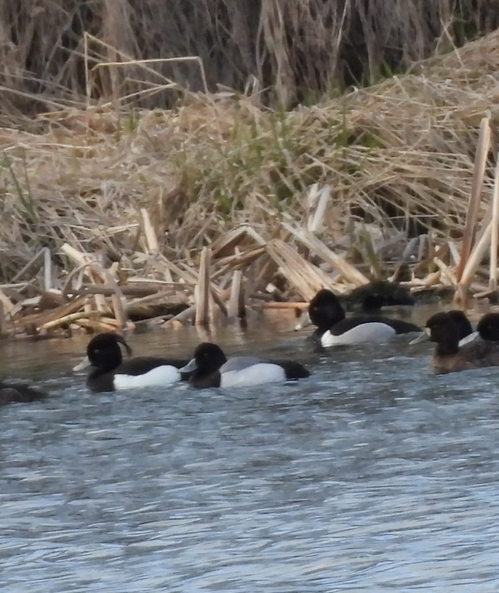 Tufted Duck - ML617534378