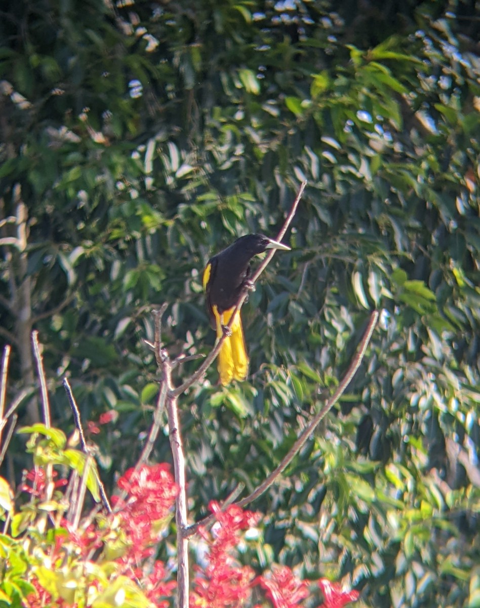 Yellow-winged Cacique - ML617534521