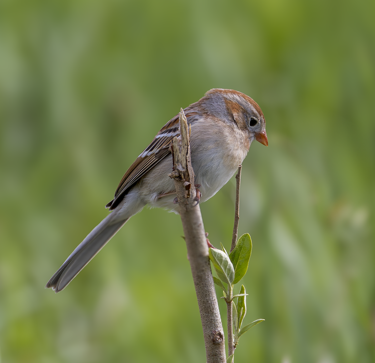 Field Sparrow - ML617534564