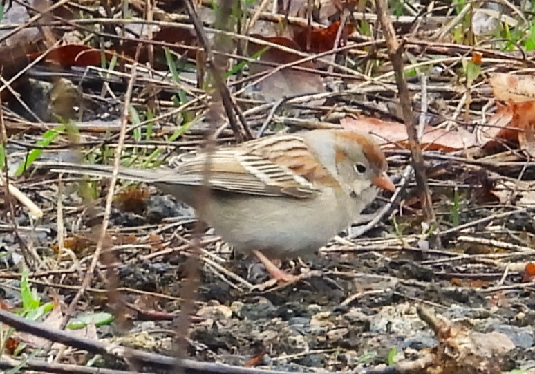 Field Sparrow - ML617534567