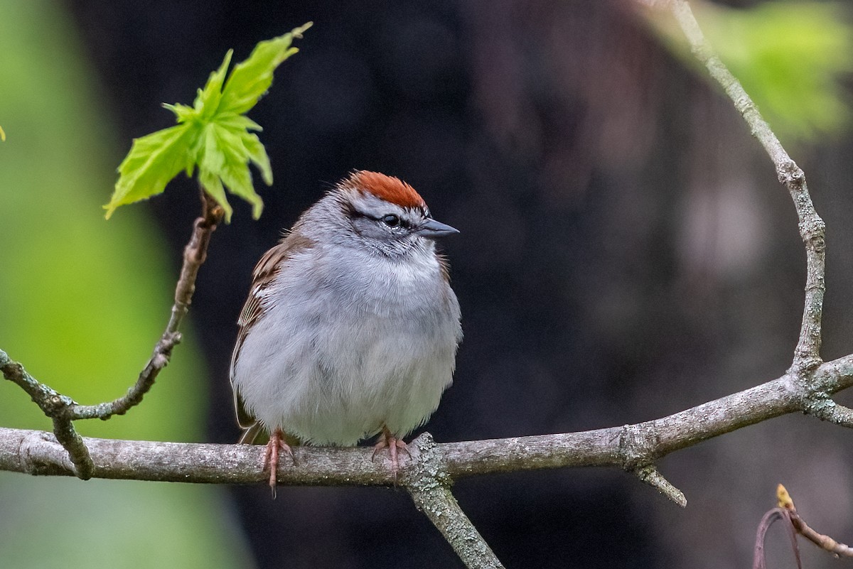 Chipping Sparrow - ML617534645