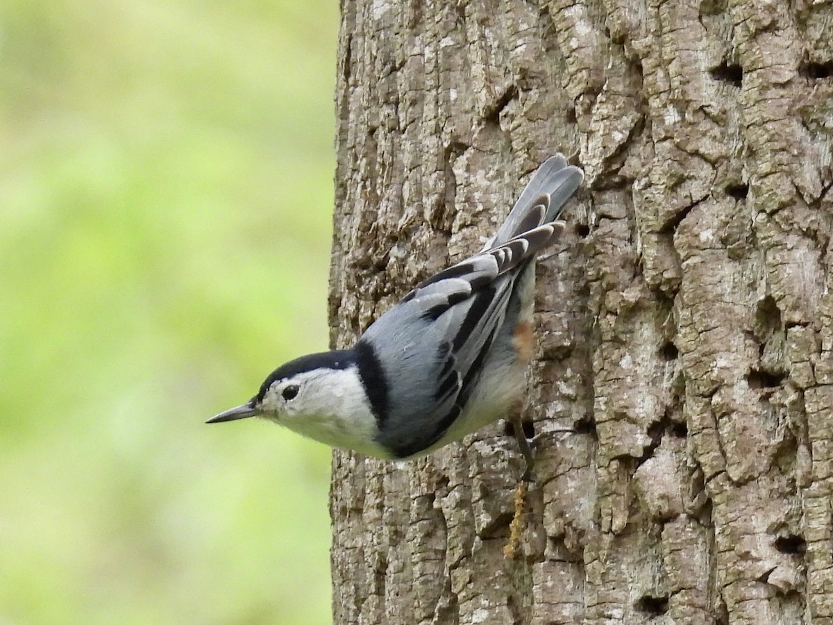 White-breasted Nuthatch - ML617534751