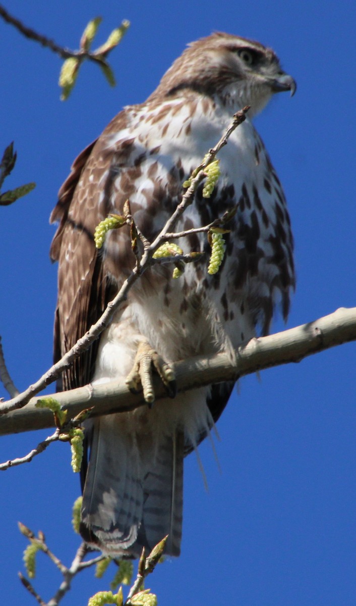 Red-tailed Hawk (borealis) - ML617534779