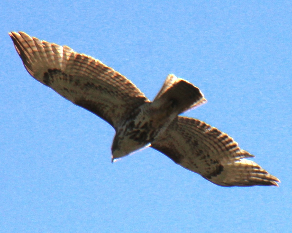 Red-tailed Hawk (borealis) - ML617534780
