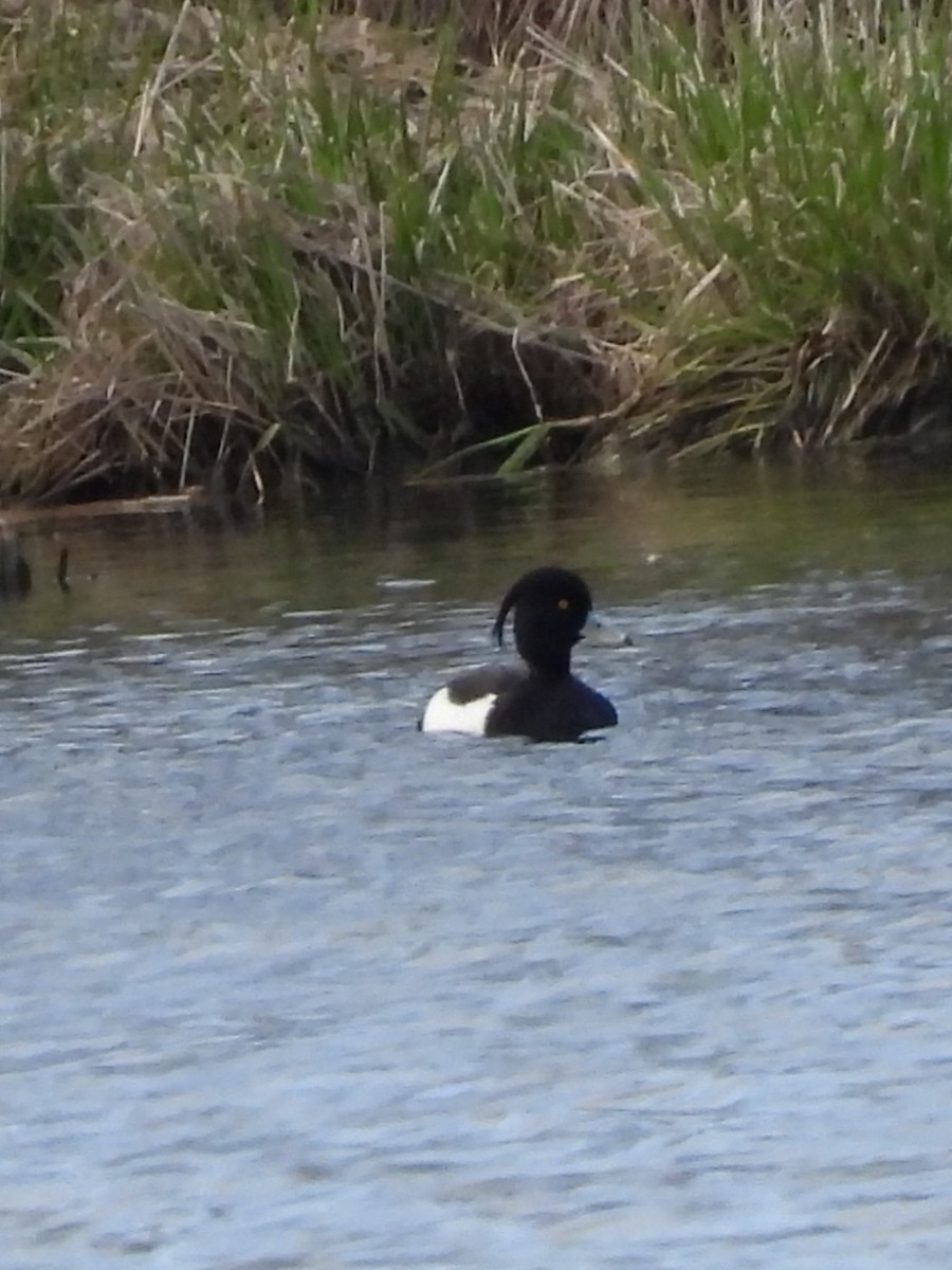 Tufted Duck - ML617534826