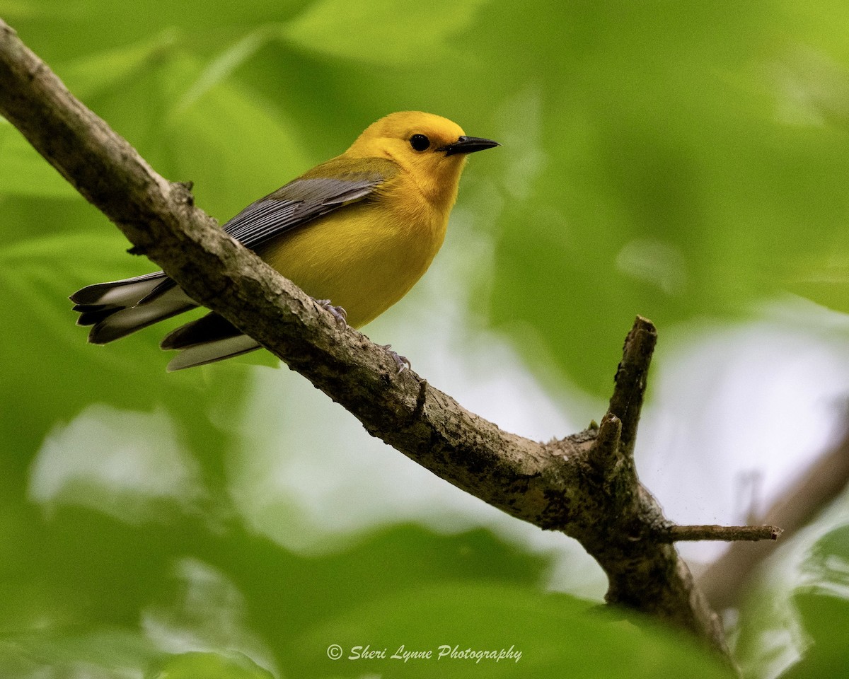 Prothonotary Warbler - ML617534859
