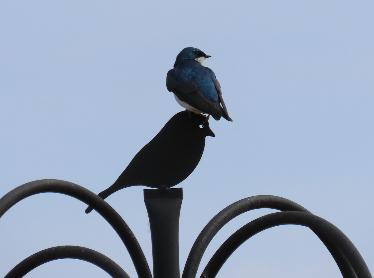 Tree Swallow - Maryangela Buskey